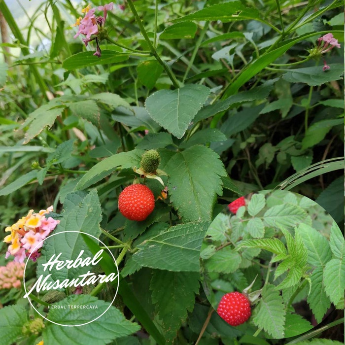 Terlaris Bibit Buah Arbei - tanaman langka buah arbei arben