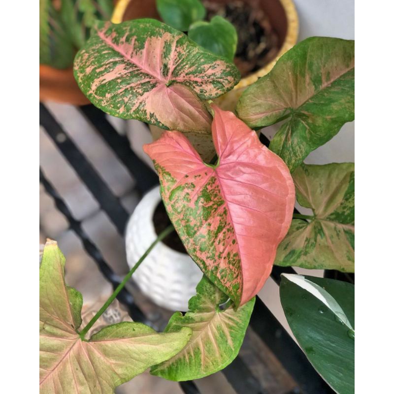 Tanaman hias Sygonium pink Placked-sygonium pink