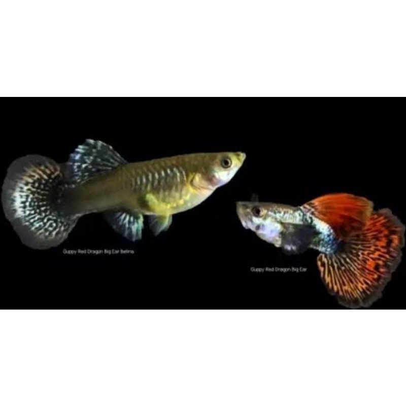 IKAN GUPPY RED DRAGON RWBORN 2 PAIR (2 JANTAN 2 BETINA)