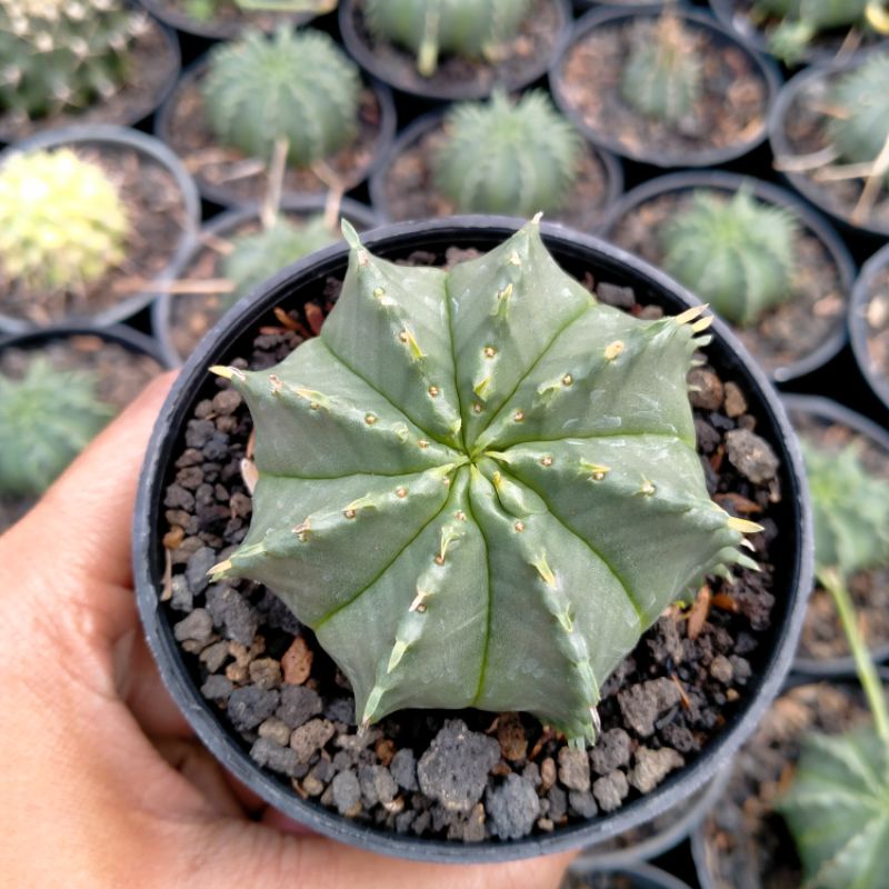 euphorbia valida