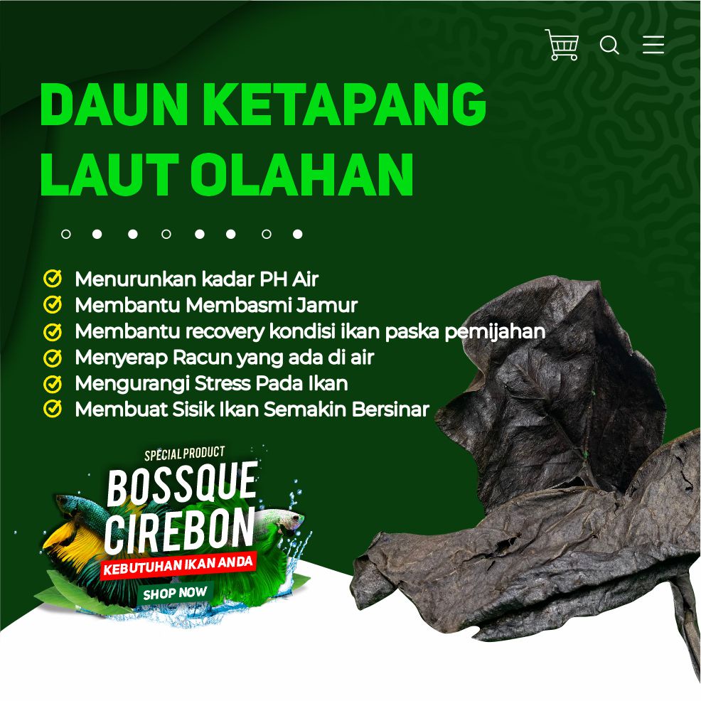 Daun Ketapang Laut Olahan Fermentasi Tidak Berminyak Siap Pakai Berat Bersih 100gram