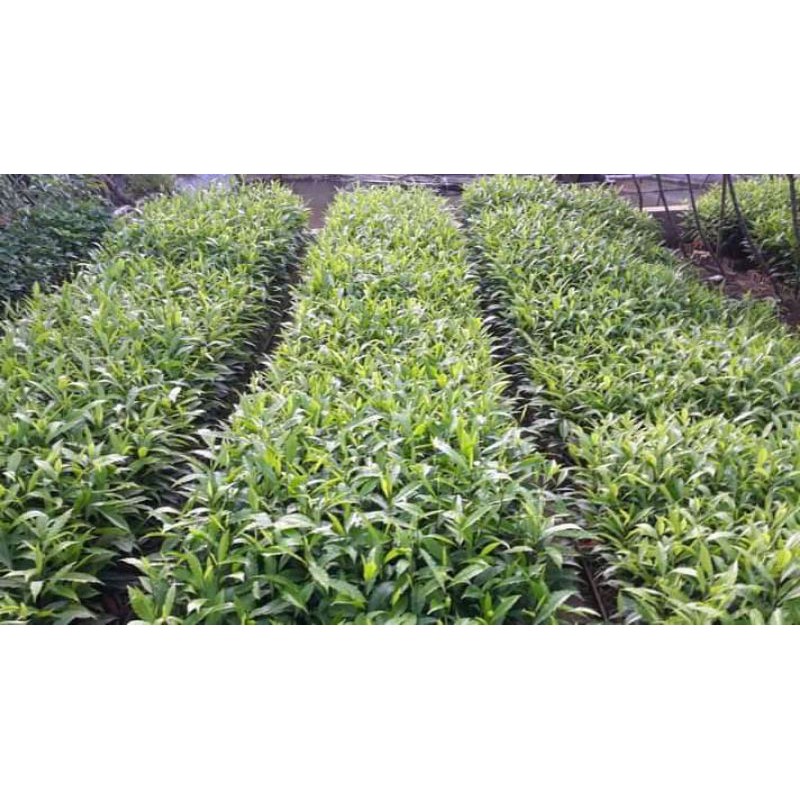 Bibit Tanaman Kayu Jenitri - Pohon Genitri Super # Murah