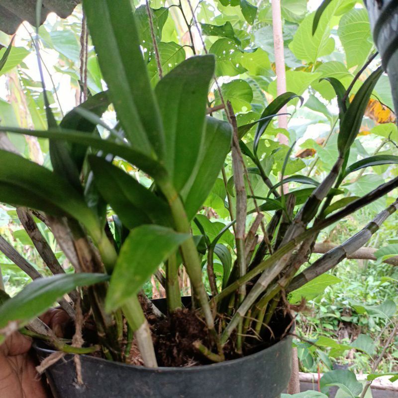 Anggrek dendro larat