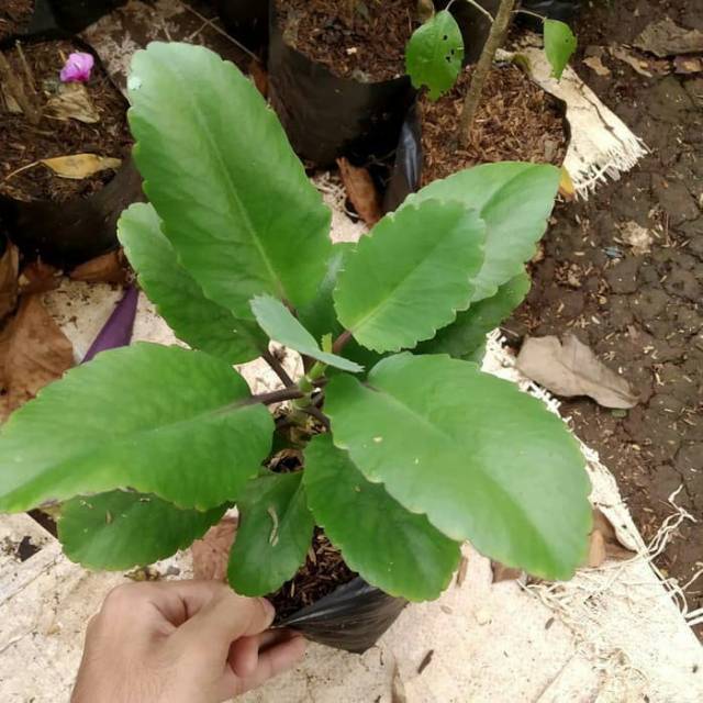 Tanaman herbal cocor bebek tanaman sosor bebek tanaman Tanaman herbal cocor bebek tanaman sosor bebek tanaman
