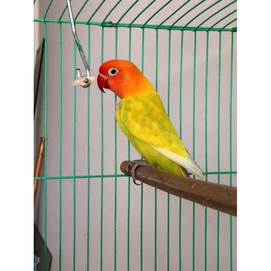 Download Burung Lovebird Kuning Pictures