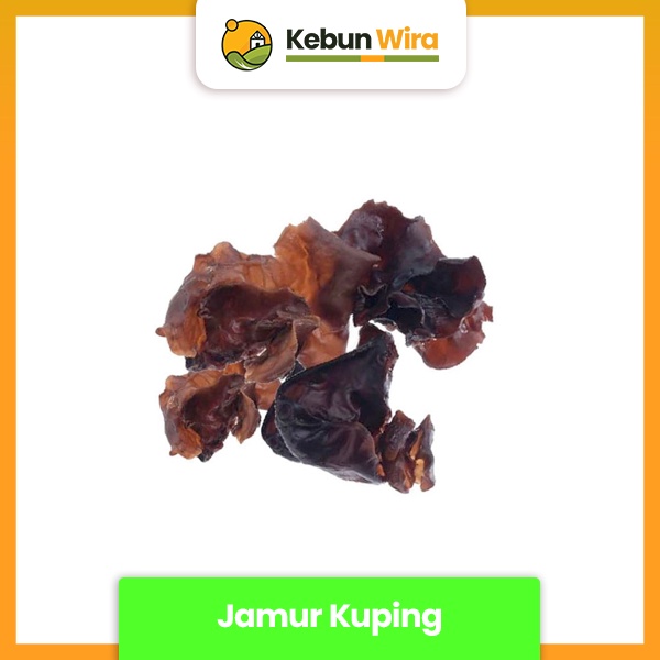 

Jamur Kuping | Fungi Mushroom Fresh