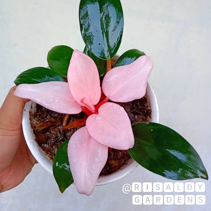 tanaman hias philodendron pink congo / philodendron pink congo