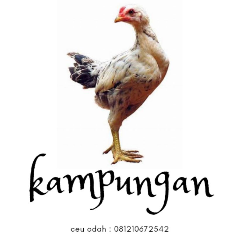 

ayam kampung ungkep