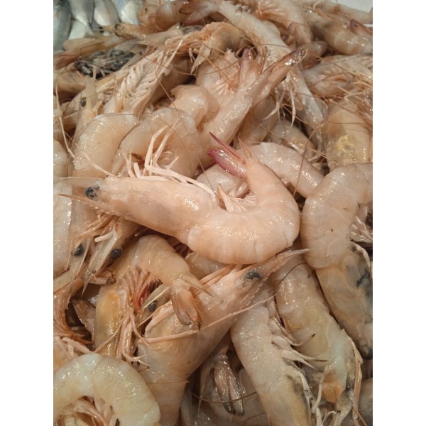 

Udang laut segar/ udang dogol 500 gram