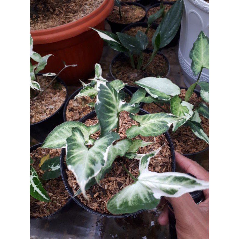 Tanaman hias Syngonium Three Kings / Syngonium magic marble