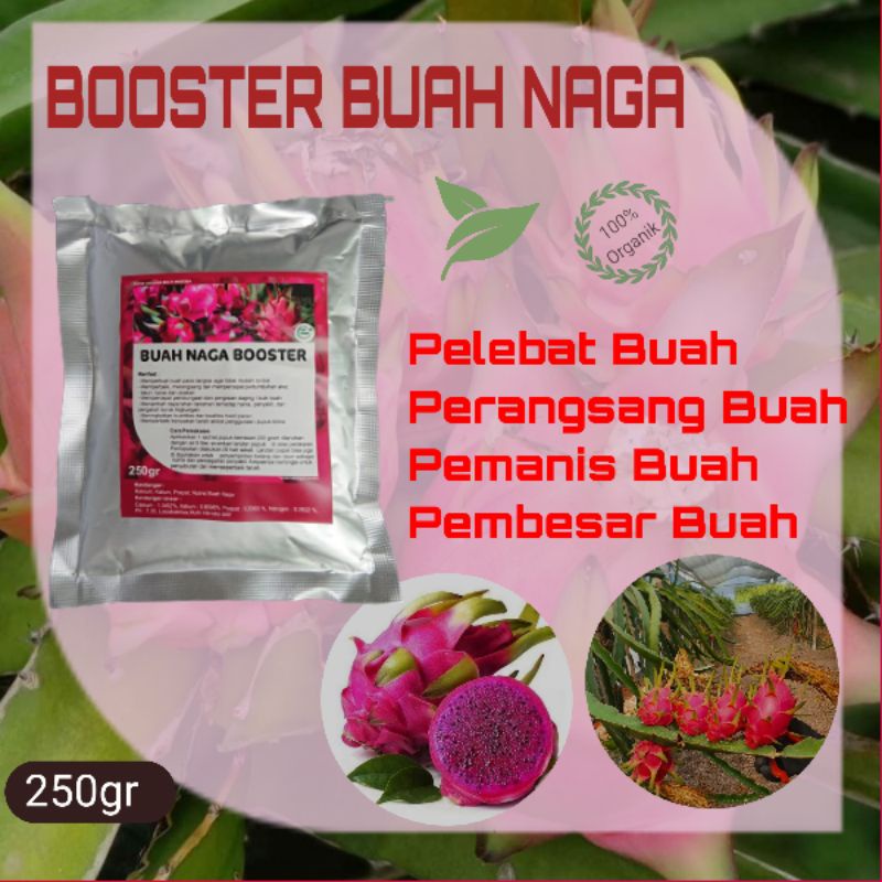 Pupuk Buah Naga Organik Agar Cepat Berbuah Lebat Ampuh Pupuk Booster Pelebat Buah Obat Perangsang Bu
