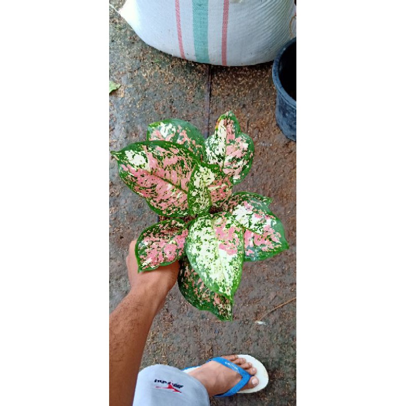 aglaonema tri color