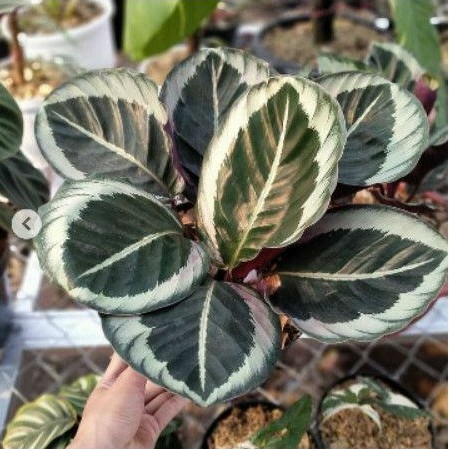 Calathea chynthia calathea sintia Calathea marion kalatea marion