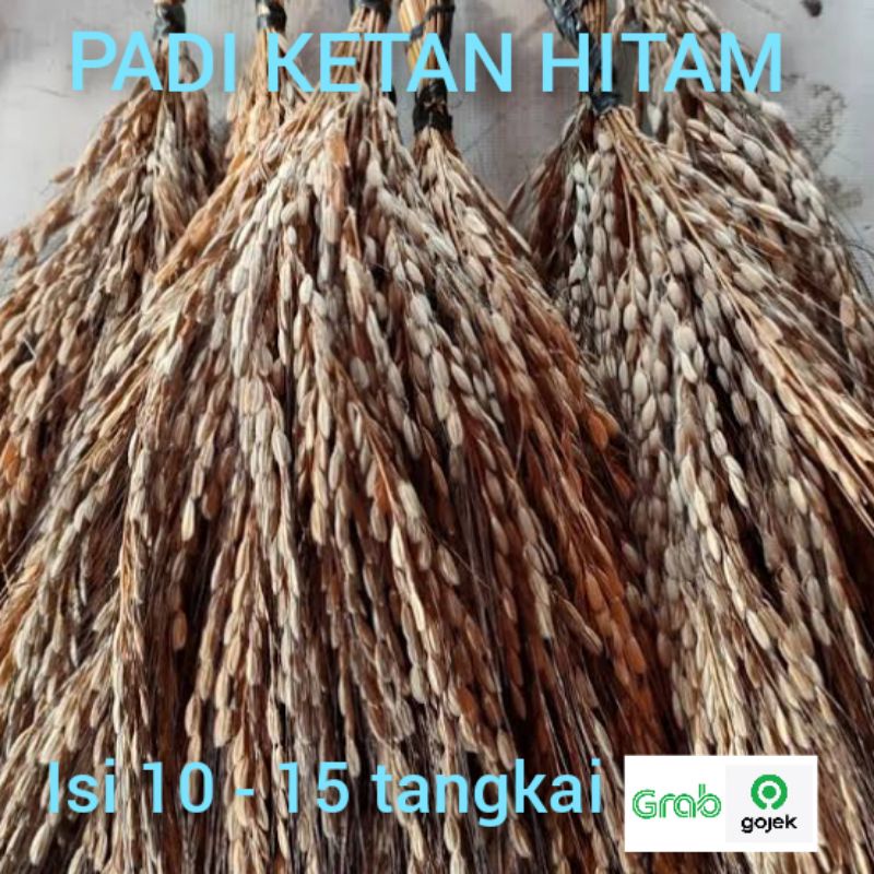 Jual Padi Ketan Hitam Gabah Kering Jerami Ketan | Shopee Indonesia