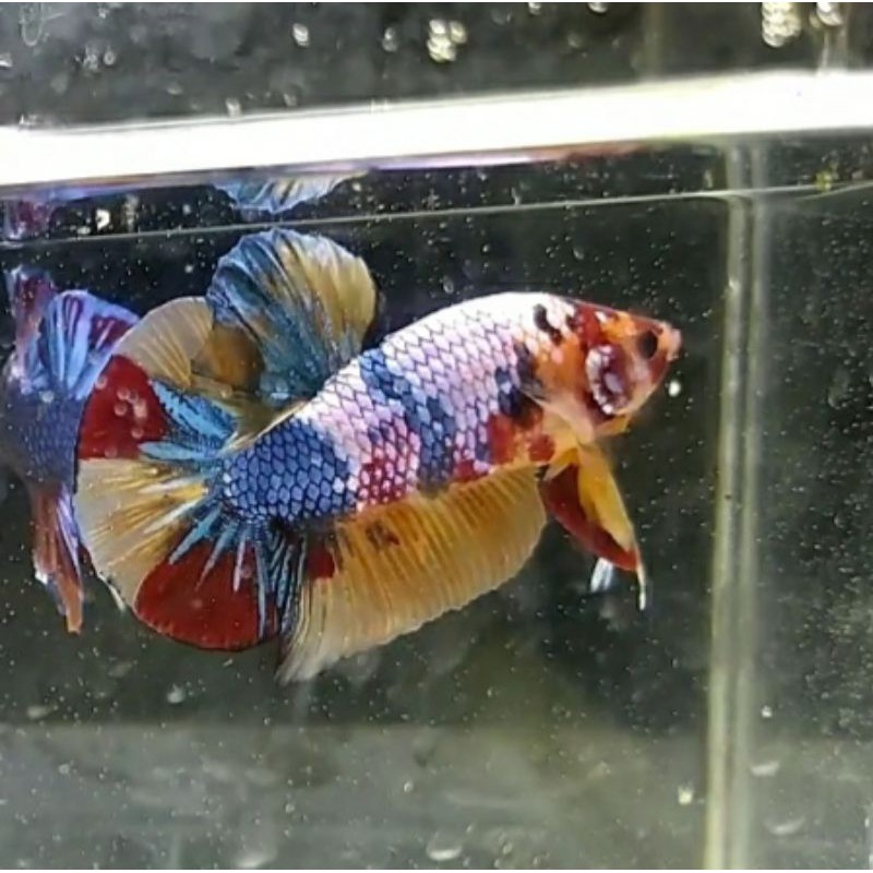 Cupang plakat nemo koi murah