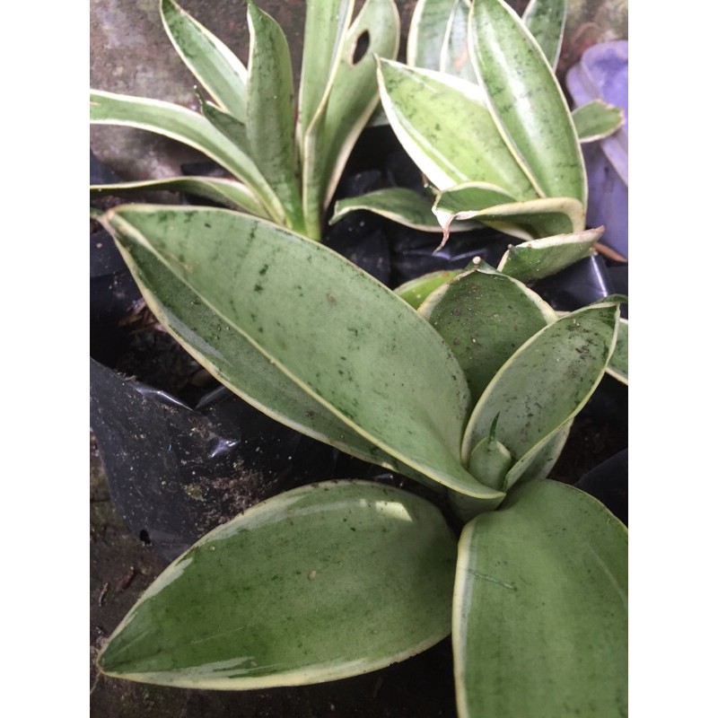 sansivera pagoda silver/ sansivera mini