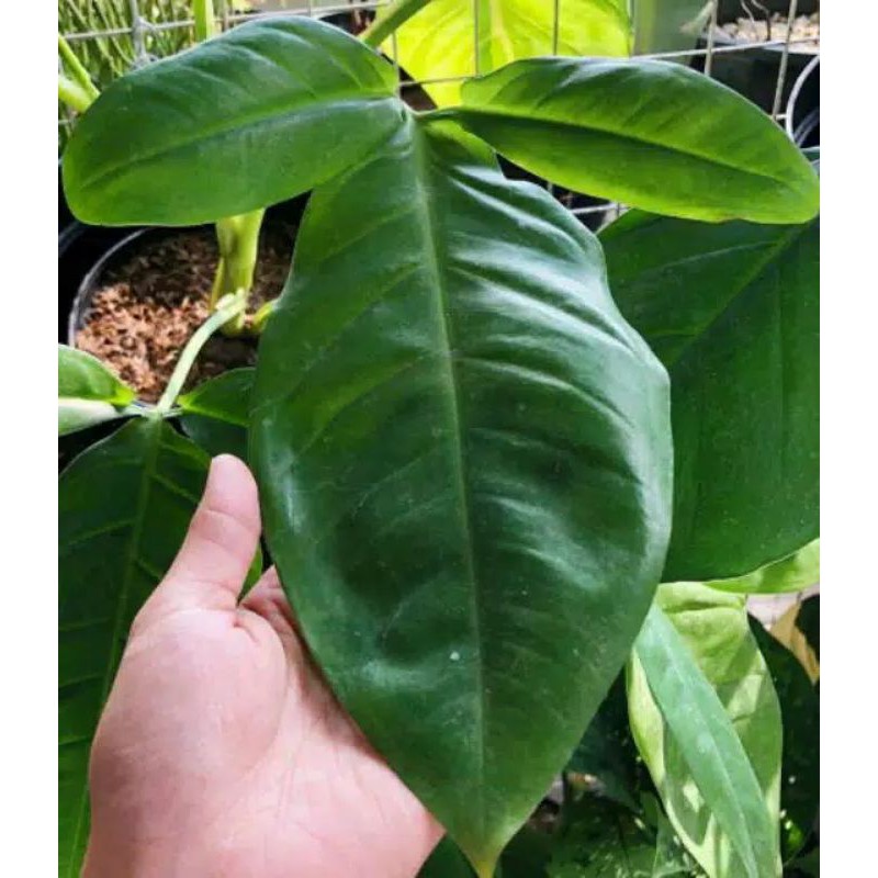  Tanaman  Hias Syngonium Kelinci  Shopee Indonesia