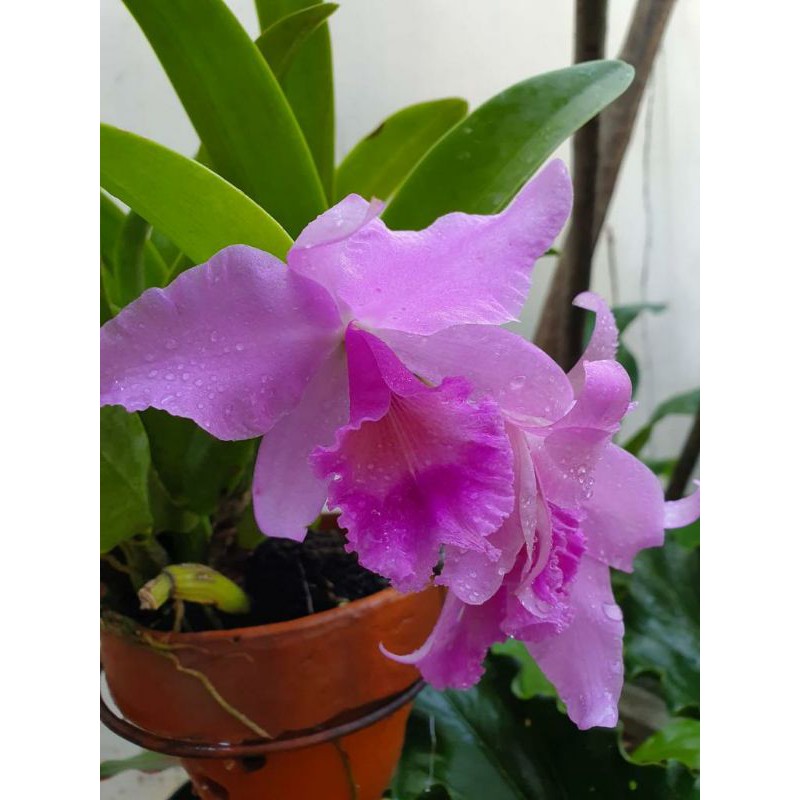 Anggrek Cattleya mantini dewasa (hasil split)