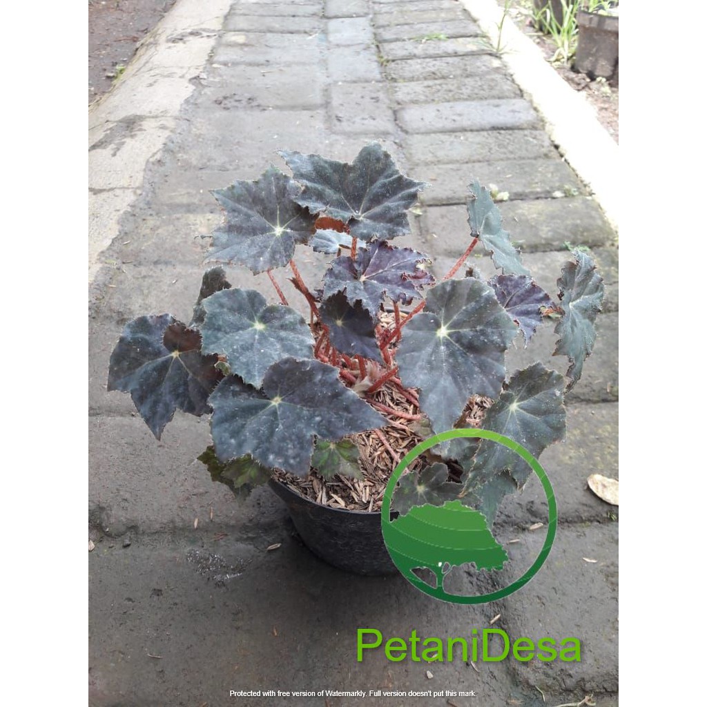 Tanaman Hias Begonia Black Velvet/Tanaman Bunga Hias Begonia Black Velvet/Begonia Hitam