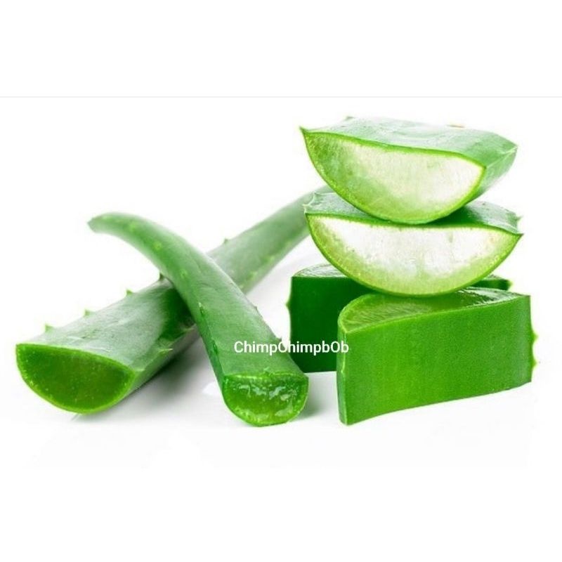 

LIDAH BUAYA SEGAR JUMBO / ALOE VERA FRESH