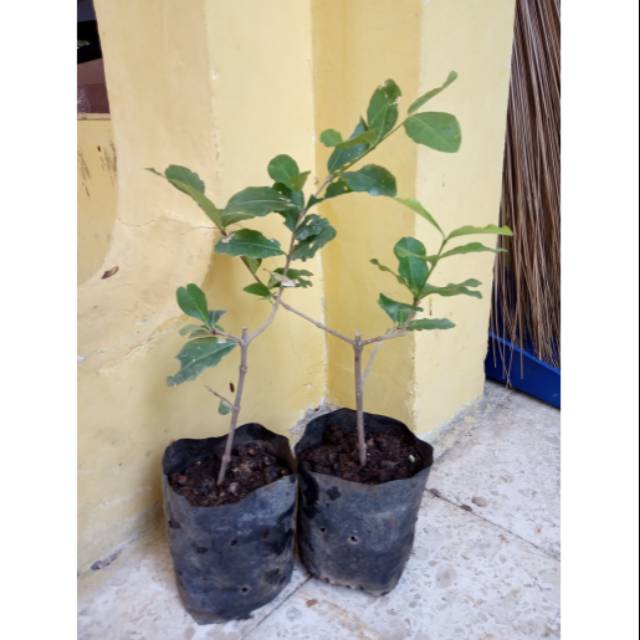 Bibit Bonsai Sianci Cherry Barbados