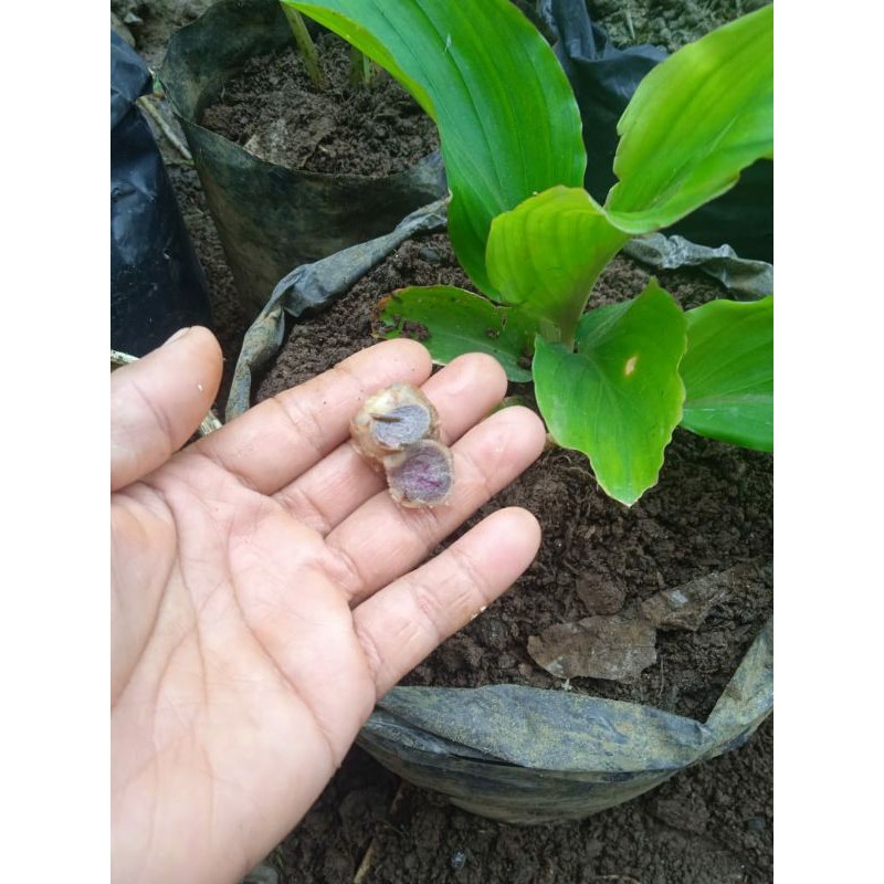 kunyit hitam asli