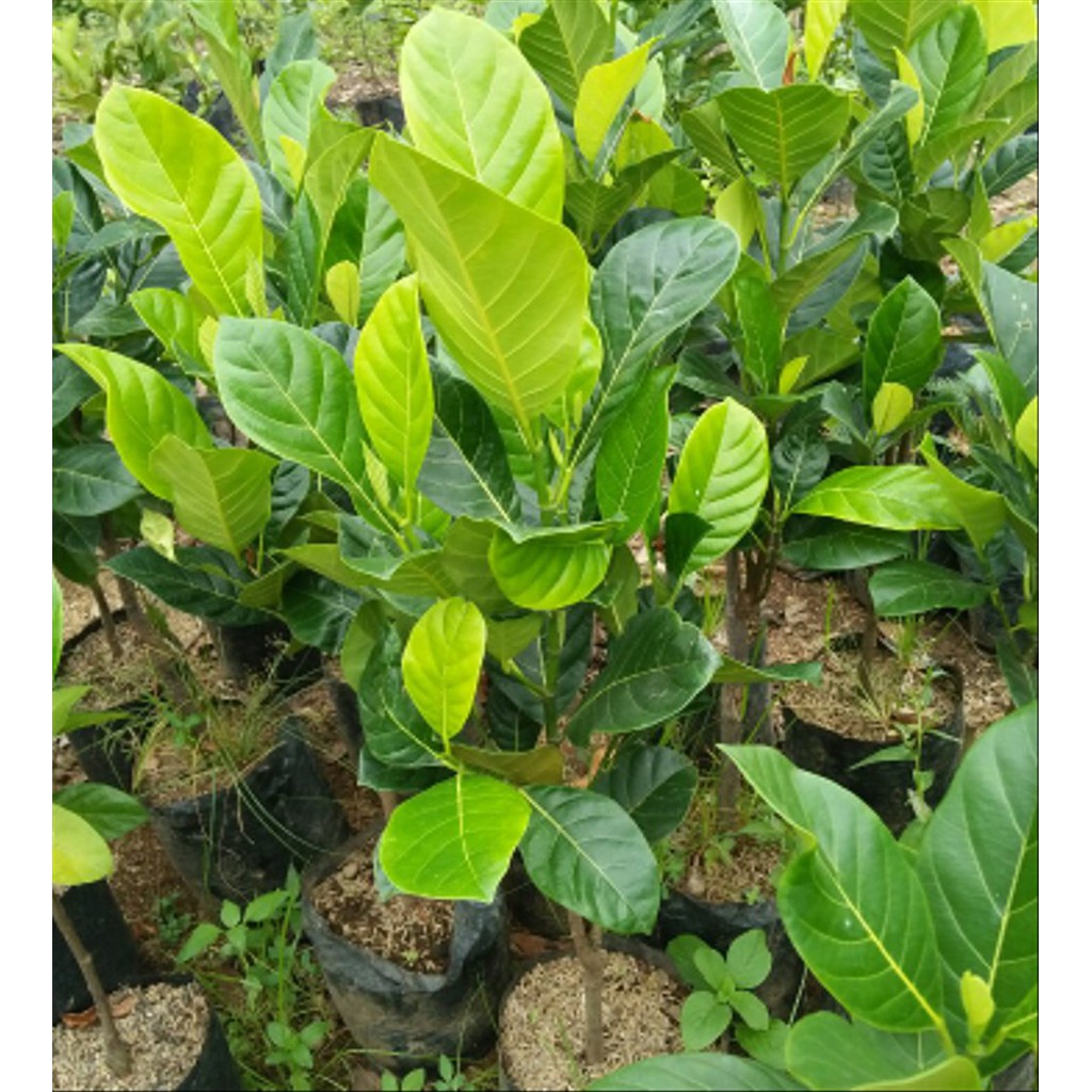 Bibit Tanaman Nangka Mini Orange Manis Hasil Okulasi Cepat Berbuah Nangka Madu