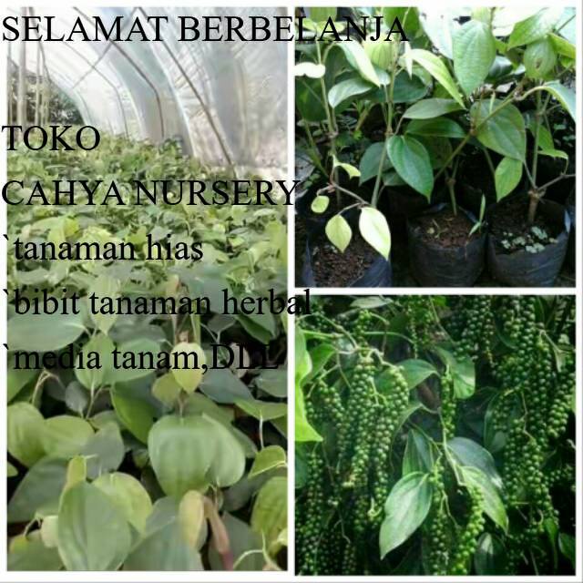 PROMO Bibit lada perdu cutting lada perdu