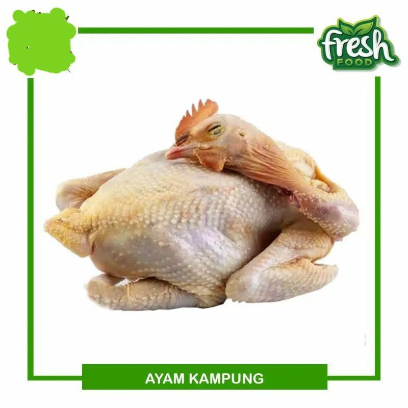 

Ayam Kampung Potong Utuh Segar 1 ekor