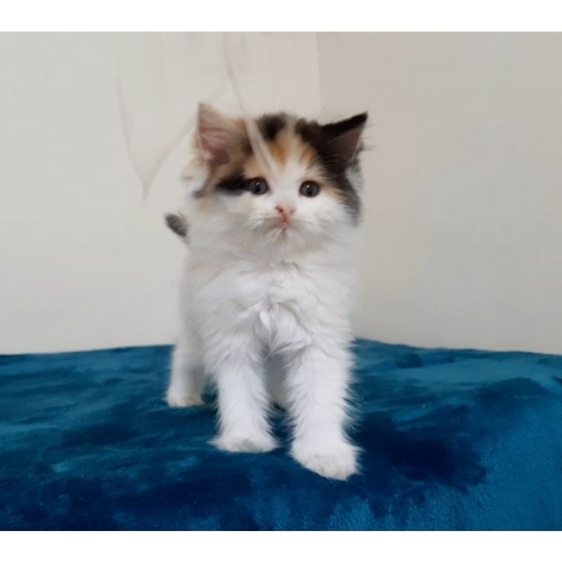 Calico Flatnose Female 2 Months