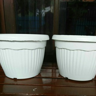  Pot  tanaman dan bunga  Manau 25 warna  putih  Shopee Indonesia