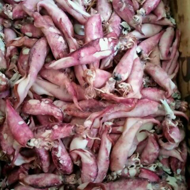 

Cumi Segar Cumi Asin