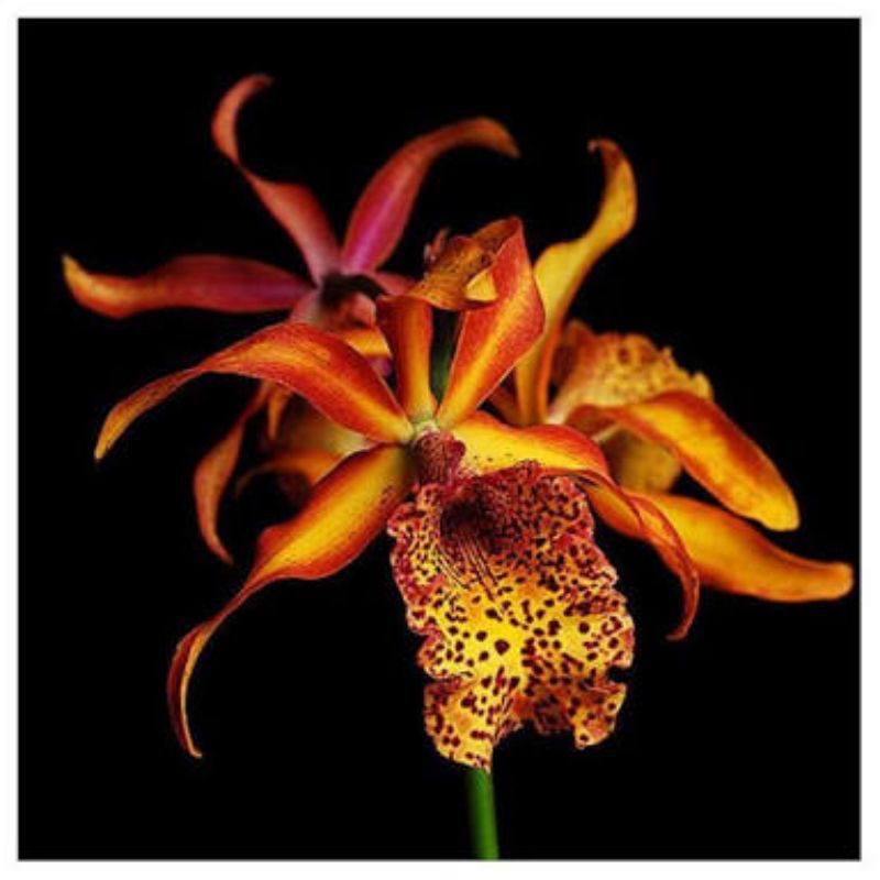 CATTLEYA (MVC.) FRANCES FOX VAR FIRE FLAME