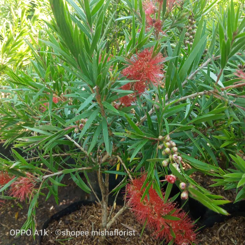 sikat botol bangkokmini bila ada yg berbunga di kirim yg berbunga bila tidak ada dikirim yg belum be