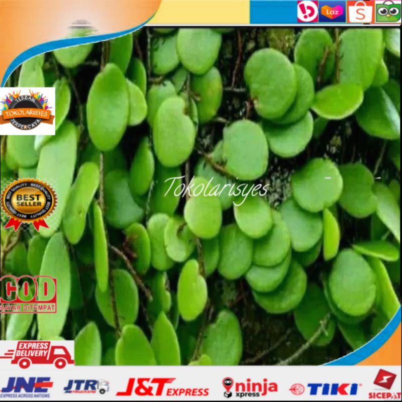 

Daun sisik naga picisan obat herbal 1kg