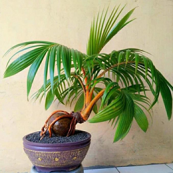 Tanaman Hias Bonsai Kelapa - Bonkla Senapmena