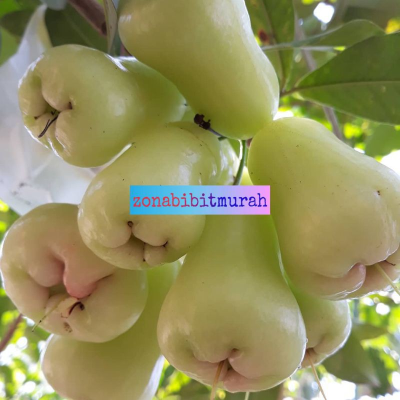 BIBIT JAMBU AIR MADU DELI HIJAU