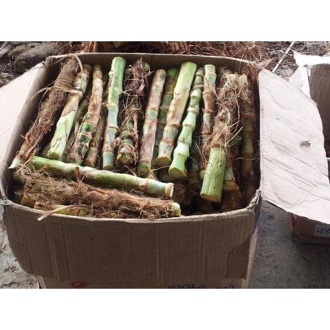 Bibit Rumput Odot Kolonjono 5 kg