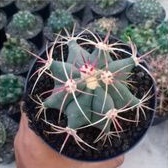TANAMAN HIAS FERO KAKTUS EMORYI POT 10CM