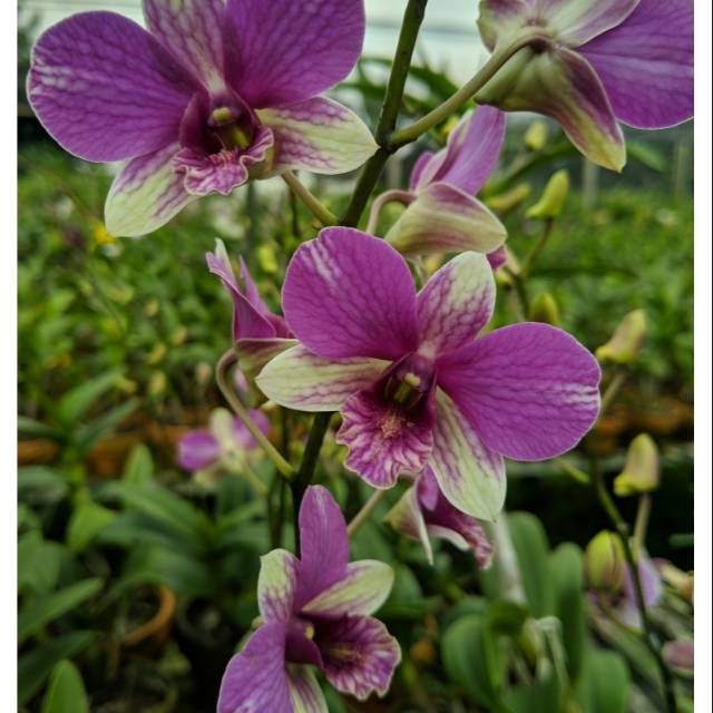 Tanaman hias anggrek dendrobium | dendro | bunga anggrek