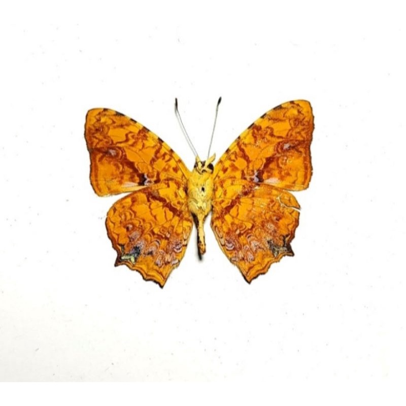 AWETAN KUPU KUPU S. ANNA