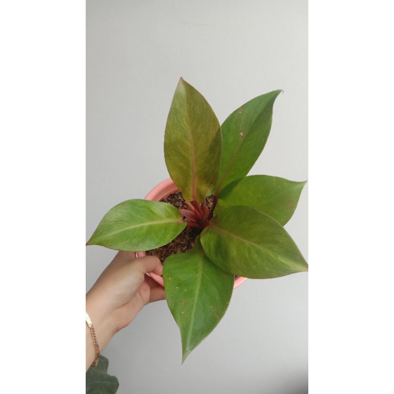 Philodendron Orange Juice