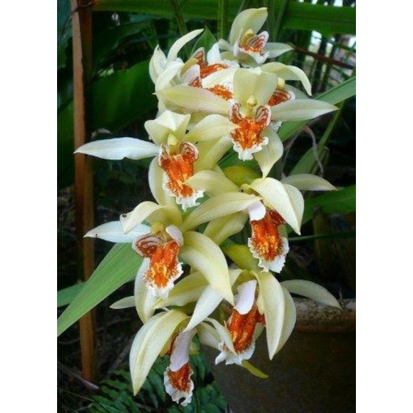 anggrek coelogyne asperata