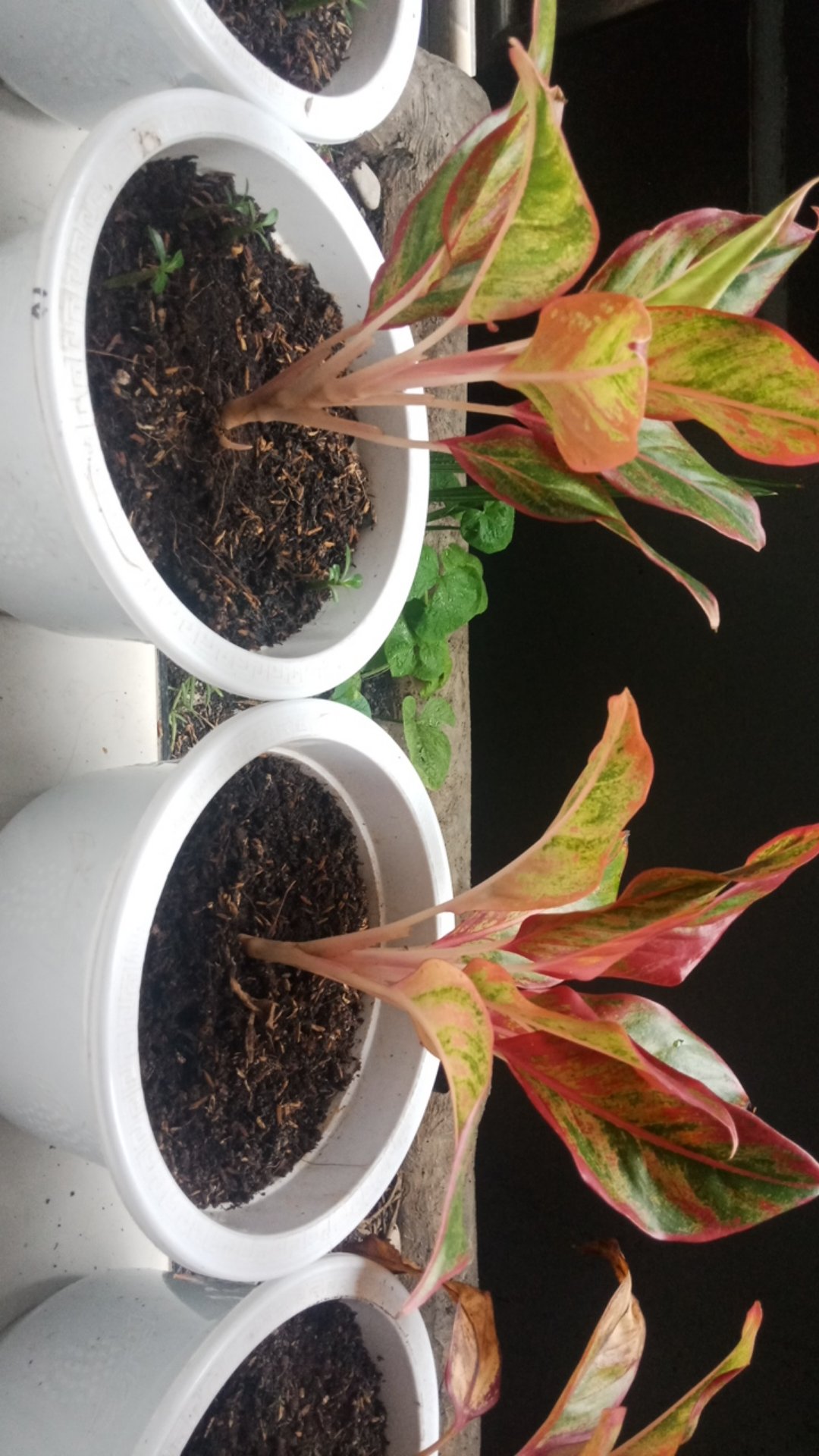 Wallplanter 16 Kantong/ Planter Bag Dinding