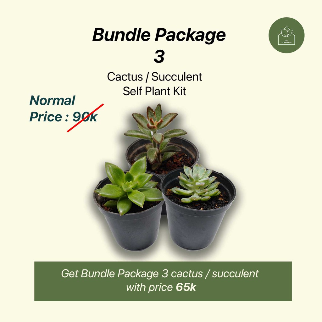 Planting Kit / DIY Kit / Hampers / Include 3 Tanaman - Kaktus Sukulen