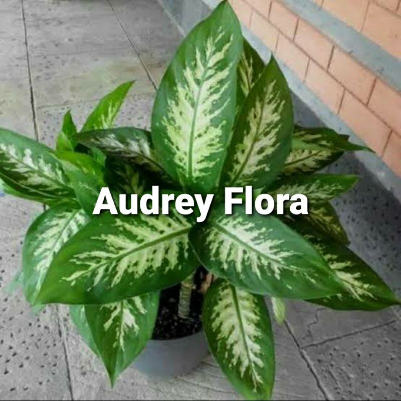 Tanaman Hias Aglonema Sri Rezeki - Aglonema Sri Rezeki