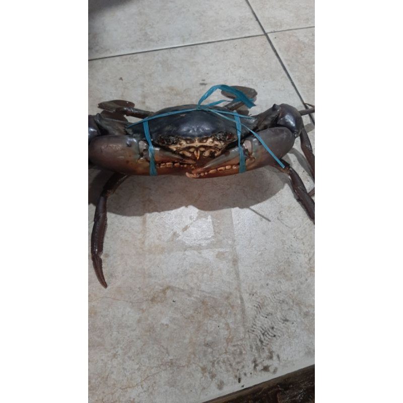 

kepiting jumbo