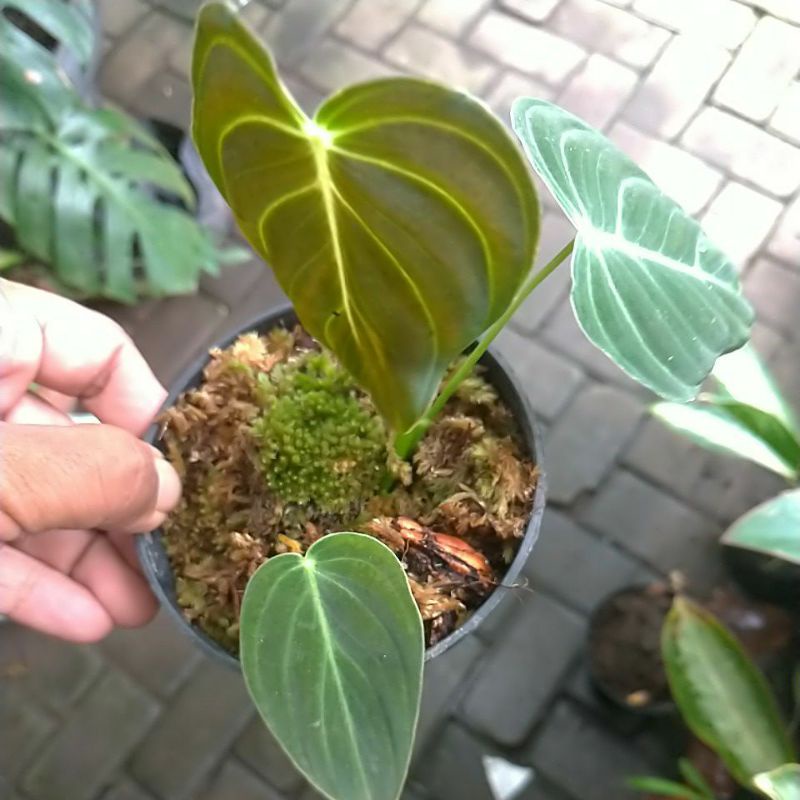 Philodendron Melanochrysum