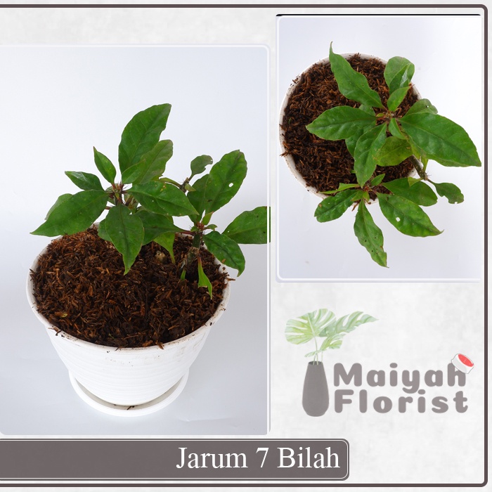 Tanaman Jarum 7 Bilah - Pereskia Sacharosa - Tanaman Herbal