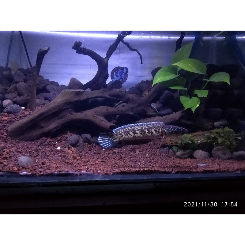 channa auranti 10 15cm